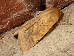 Helicoverpa armigera conferta