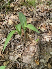 Platanthera ciliaris