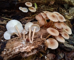 Ripartitella brasiliensis