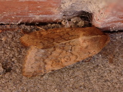 Helicoverpa armigera conferta