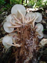 Ripartitella brasiliensis