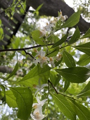 Styrax americanus