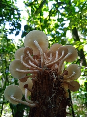 Ripartitella brasiliensis
