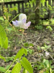 Clematis crispa