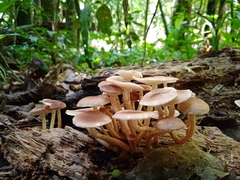 Ripartitella brasiliensis