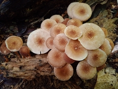 Ripartitella brasiliensis
