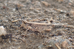 Pycnostictus seriatus