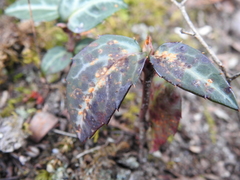 Pucciniastrum pyrolae