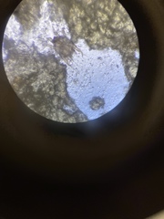 Otodectes cynotis