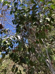 Strychnos psilosperma