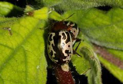 Zygogramma piceicollis