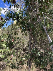 Strychnos psilosperma