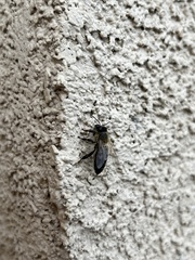 Apis mellifera