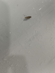 Plutella xylostella