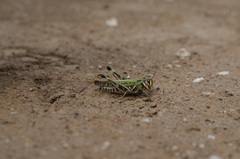 Rhammatocerus pictus