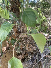 Cissus reniformis