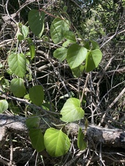 Cissus reniformis