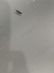 Plutella xylostella