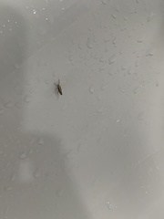 Plutella xylostella
