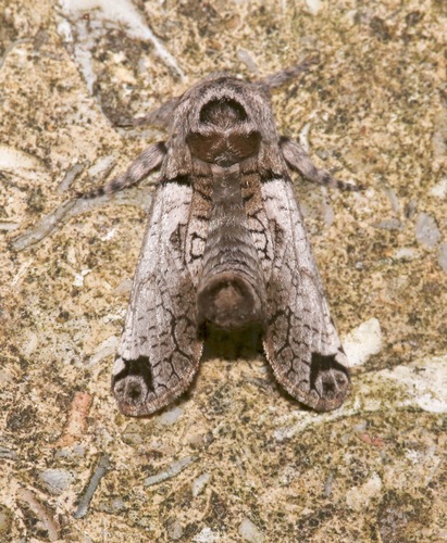 Black-lined Carpenterworm Moth photo 2