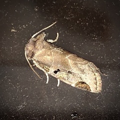 Plagiomimicus pityochromus