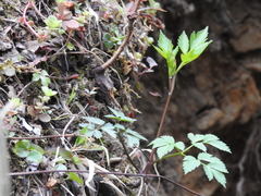 Thaspium barbinode