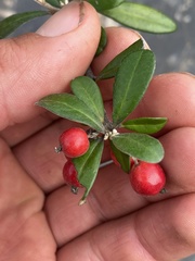 Corokia cotoneaster