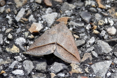 Argyrostrotis flavistriaria