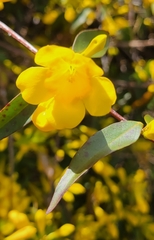 Gelsemium sempervirens