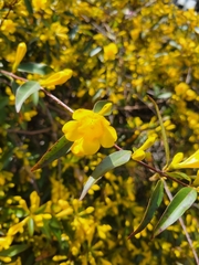 Gelsemium sempervirens