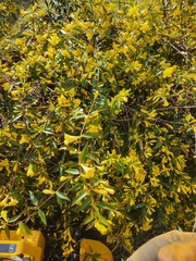 Gelsemium sempervirens