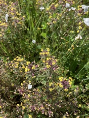 Triphysaria eriantha