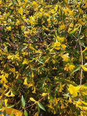 Gelsemium sempervirens