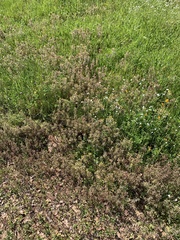 Triphysaria eriantha