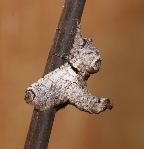 Black-lined Carpenterworm Moth photo 3
