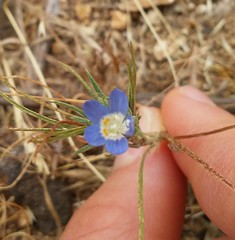 Eriastrum sapphirinum