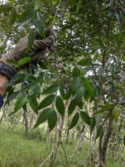 Secamone elliptica