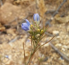 Eriastrum sapphirinum