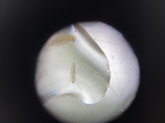 Sididae