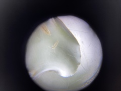 Sididae