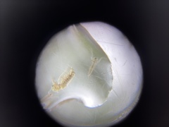 Sididae