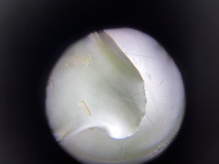 Sididae