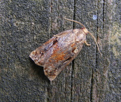 Archips oporana