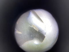 Sididae