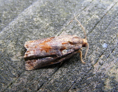 Archips oporana