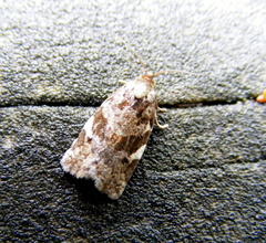 Archips mortuana
