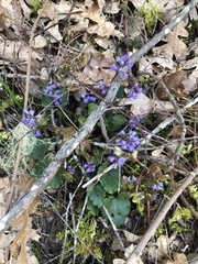 Veronica regina-nivalis