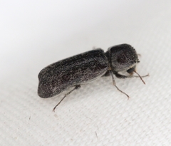 Amphicerus bicaudatus