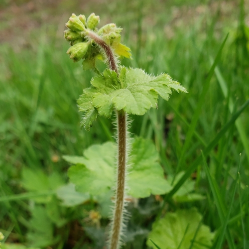 Tellima grandiflora