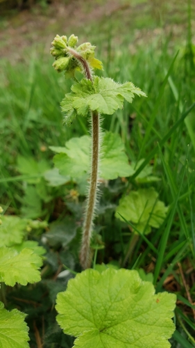Tellima grandiflora